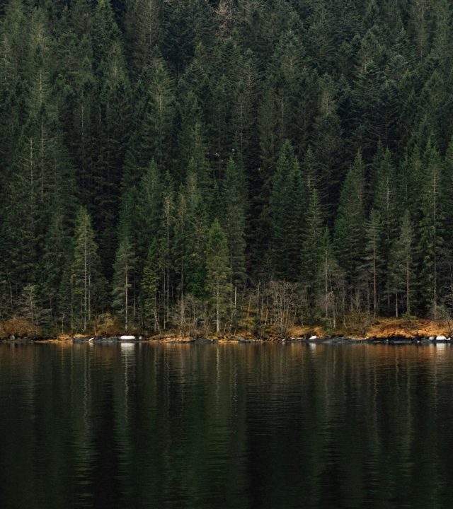 Forêt de sapin surplombant un lac